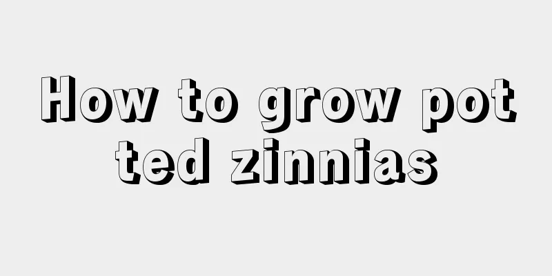 How to grow potted zinnias