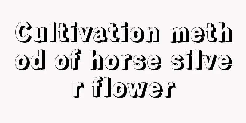 Cultivation method of horse silver flower