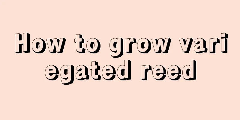 How to grow variegated reed