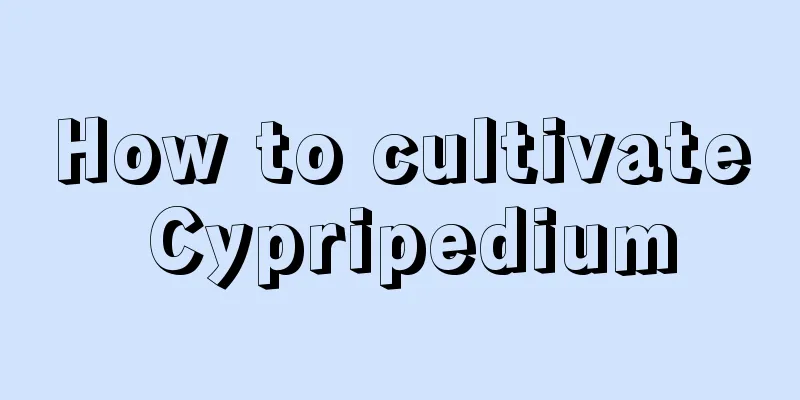 How to cultivate Cypripedium