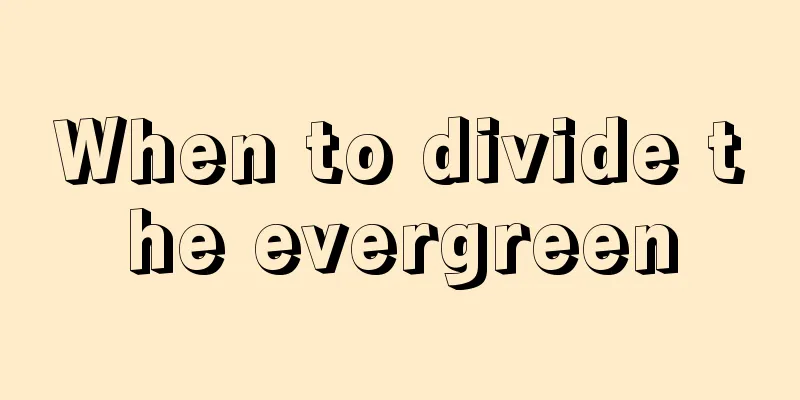 When to divide the evergreen