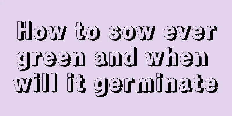 How to sow evergreen and when will it germinate