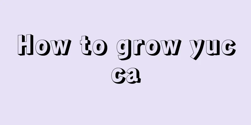 How to grow yucca