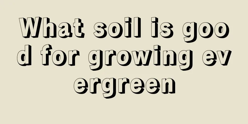 What soil is good for growing evergreen