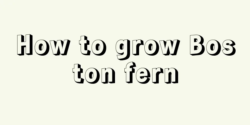 How to grow Boston fern