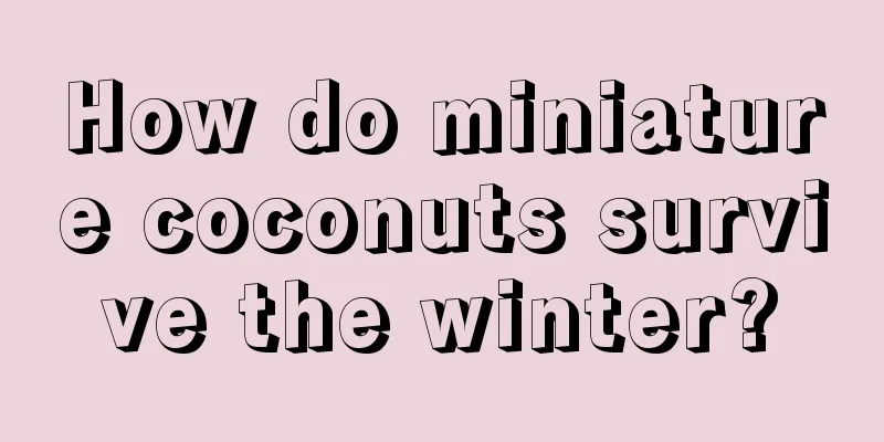 How do miniature coconuts survive the winter?