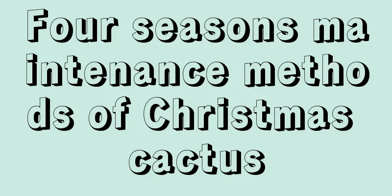 Four seasons maintenance methods of Christmas cactus