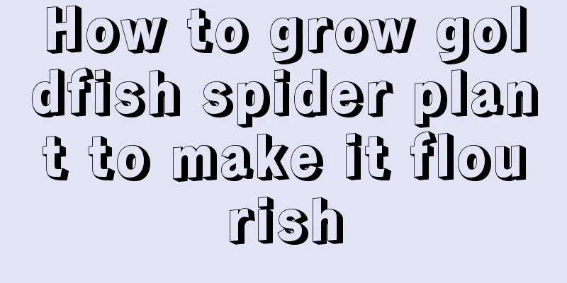 How to grow goldfish spider plant to make it flourish