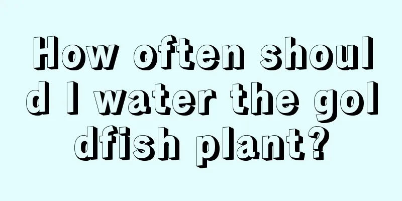 How often should I water the goldfish plant?