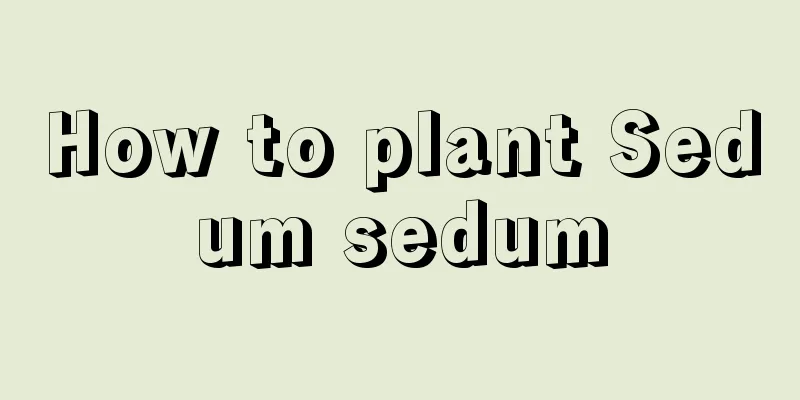 How to plant Sedum sedum