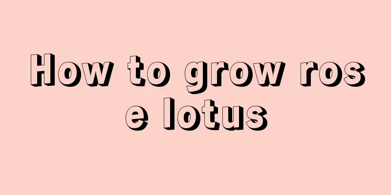 How to grow rose lotus