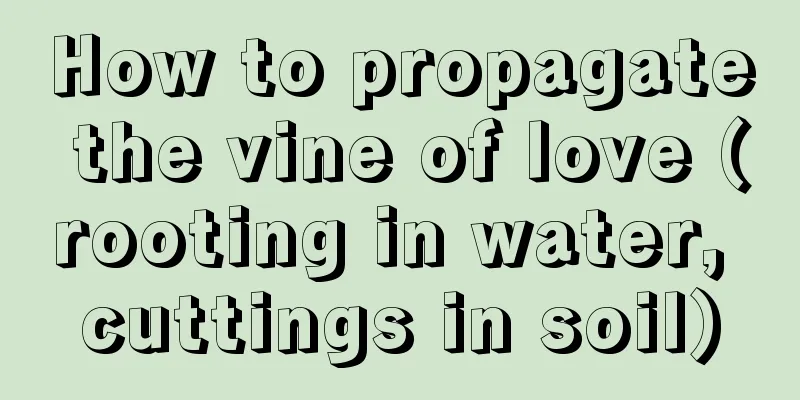 How to propagate the vine of love (rooting in water, cuttings in soil)