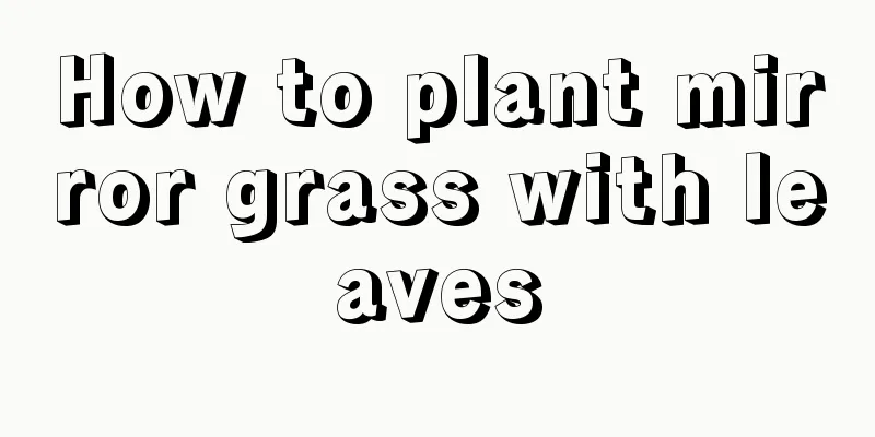 How to plant mirror grass with leaves