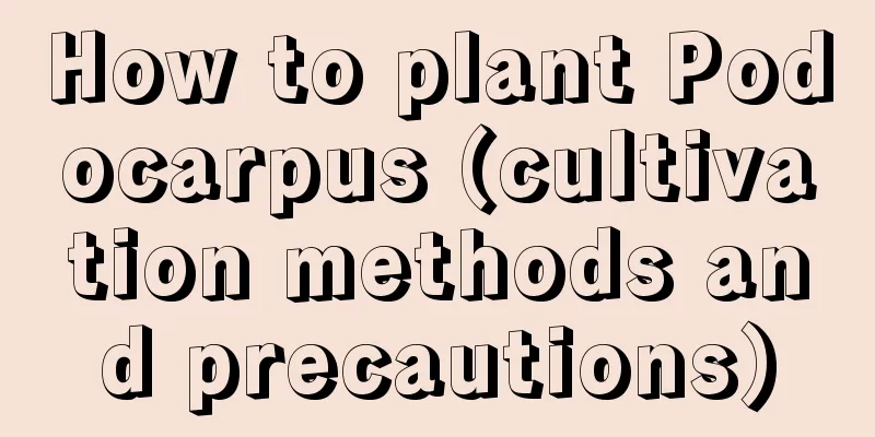 How to plant Podocarpus (cultivation methods and precautions)