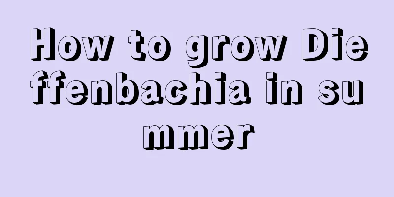 How to grow Dieffenbachia in summer