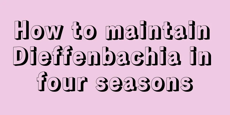 How to maintain Dieffenbachia in four seasons