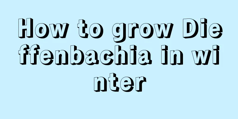 How to grow Dieffenbachia in winter