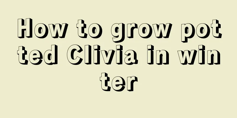 How to grow potted Clivia in winter