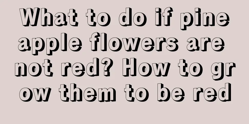 What to do if pineapple flowers are not red? How to grow them to be red