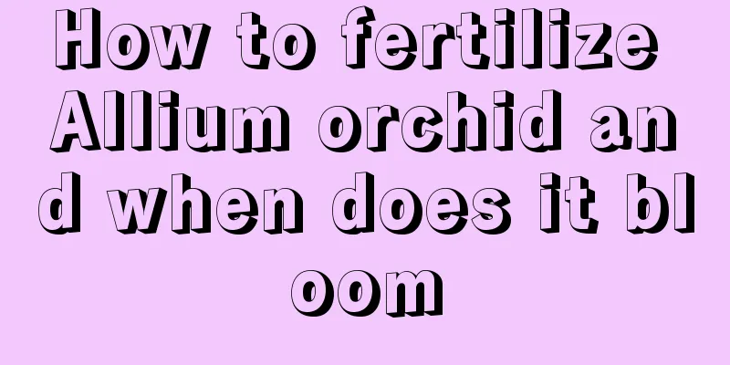 How to fertilize Allium orchid and when does it bloom