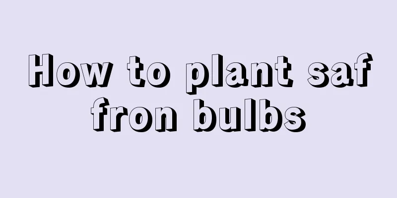 How to plant saffron bulbs