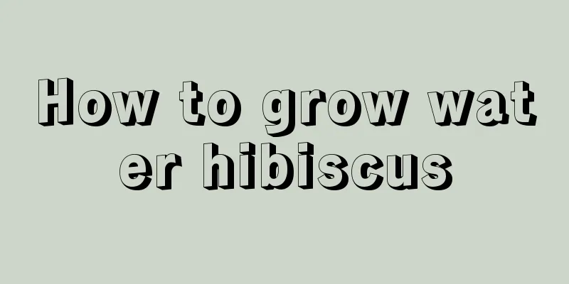 How to grow water hibiscus