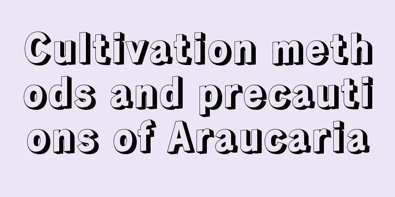 Cultivation methods and precautions of Araucaria