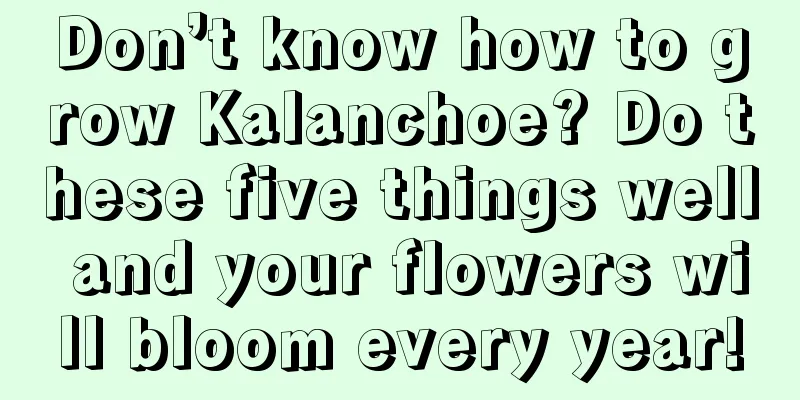 Don’t know how to grow Kalanchoe? Do these five things well and your flowers will bloom every year!