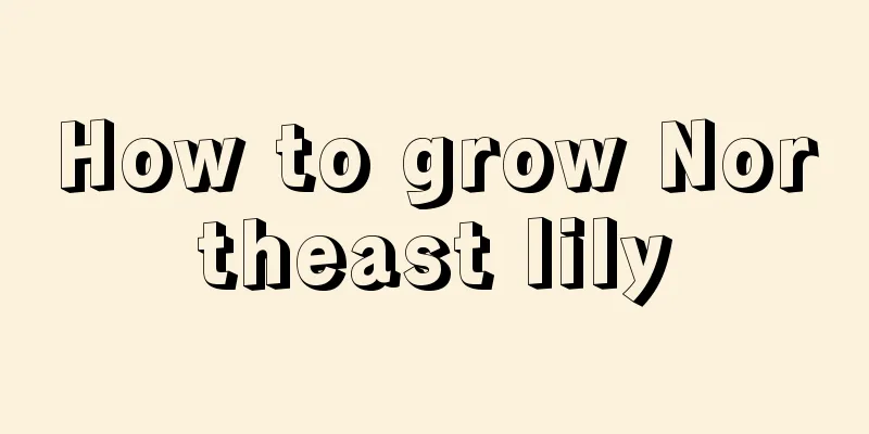 How to grow Northeast lily