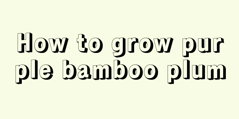 How to grow purple bamboo plum