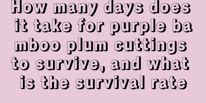 How many days does it take for purple bamboo plum cuttings to survive, and what is the survival rate