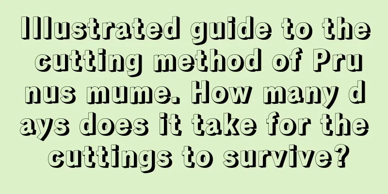 Illustrated guide to the cutting method of Prunus mume. How many days does it take for the cuttings to survive?