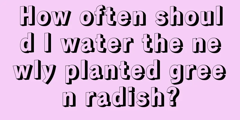 How often should I water the newly planted green radish?