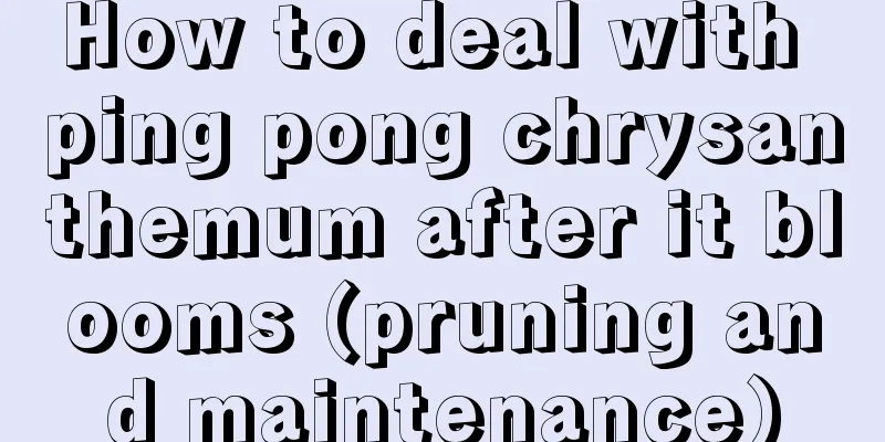 How to deal with ping pong chrysanthemum after it blooms (pruning and maintenance)