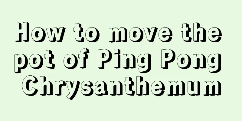 How to move the pot of Ping Pong Chrysanthemum