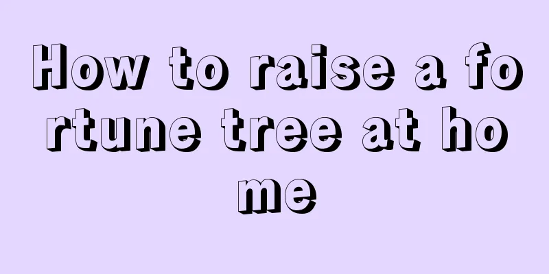 How to raise a fortune tree at home