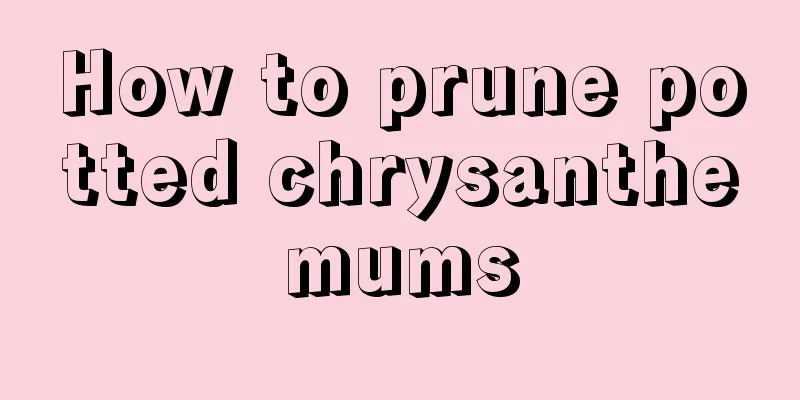 How to prune potted chrysanthemums