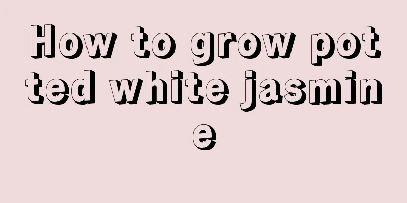 How to grow potted white jasmine