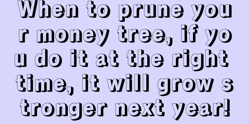 When to prune your money tree, if you do it at the right time, it will grow stronger next year!