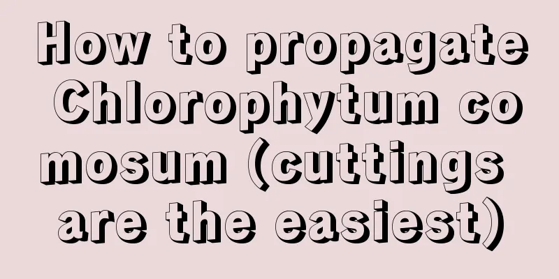 How to propagate Chlorophytum comosum (cuttings are the easiest)