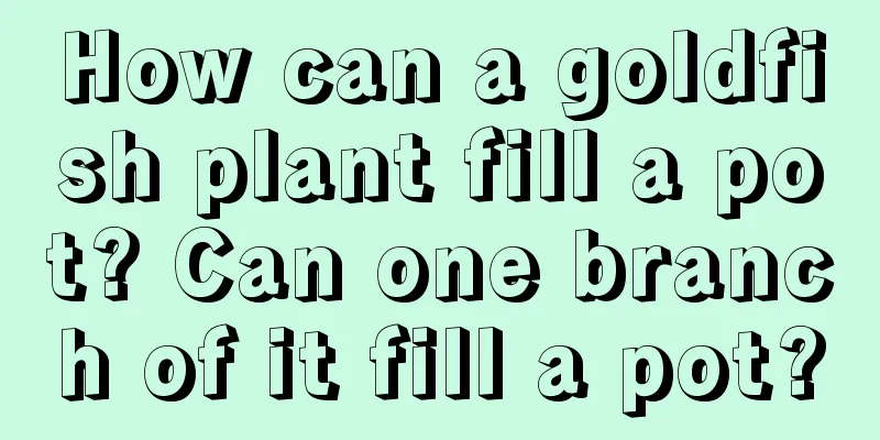 How can a goldfish plant fill a pot? Can one branch of it fill a pot?