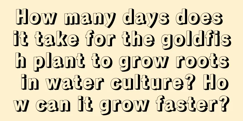 How many days does it take for the goldfish plant to grow roots in water culture? How can it grow faster?