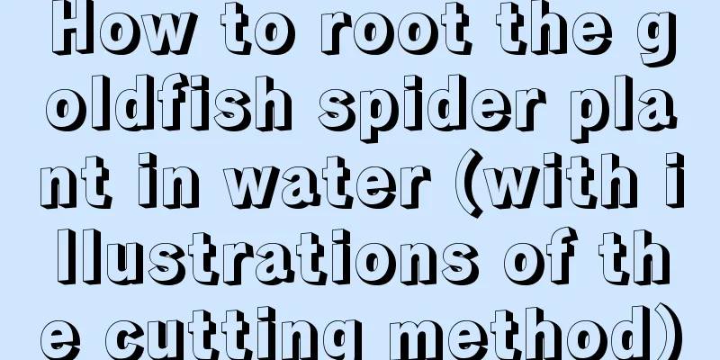 How to root the goldfish spider plant in water (with illustrations of the cutting method)