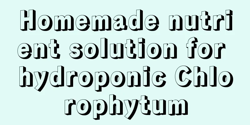 Homemade nutrient solution for hydroponic Chlorophytum