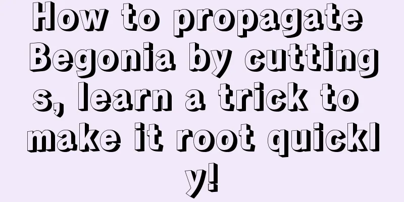 How to propagate Begonia by cuttings, learn a trick to make it root quickly!