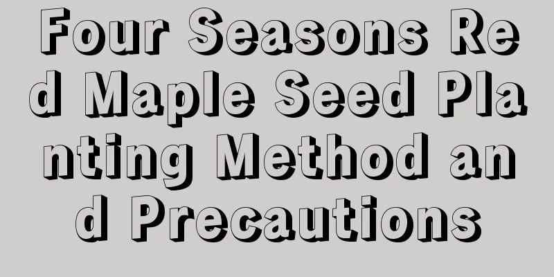 Four Seasons Red Maple Seed Planting Method and Precautions