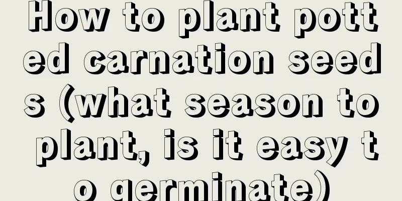 How to plant potted carnation seeds (what season to plant, is it easy to germinate)