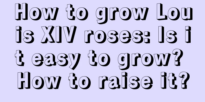 How to grow Louis XIV roses: Is it easy to grow? How to raise it?