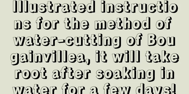 Illustrated instructions for the method of water-cutting of Bougainvillea, it will take root after soaking in water for a few days!