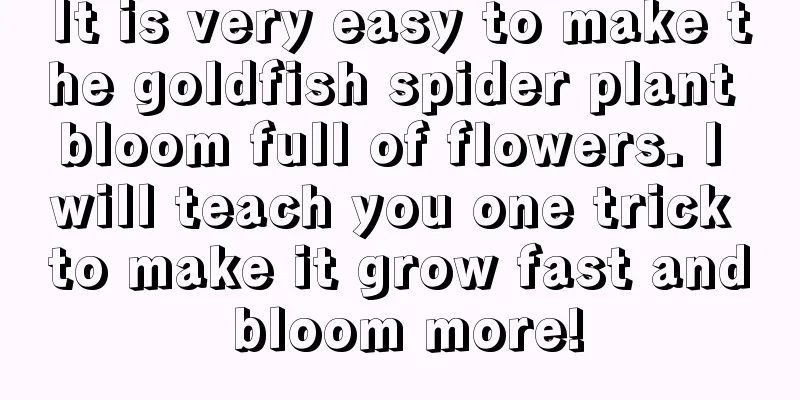 It is very easy to make the goldfish spider plant bloom full of flowers. I will teach you one trick to make it grow fast and bloom more!